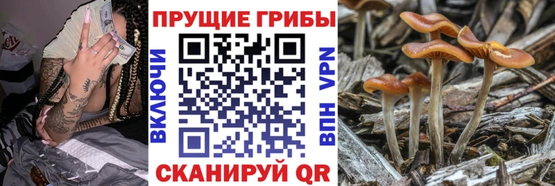 Псилоцибиновые грибы Cubensis закладка Орск